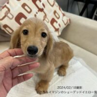 バニラ&イマジンのシェーデッドイエロー男の子