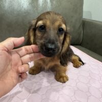 マギー&ツェロックスのシェーデッドレッドの男の子