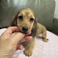 マギー&ツェロックスのシェーデッドイエローの女の子