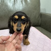 マギー&ツェロックスのブラック＆タン女の子