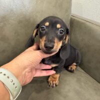 ペリーダ&アドルファスのブラックタンスムース男の子