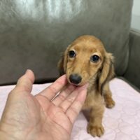 アイリン&イマジンのシェーデッドレッド女の子