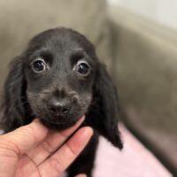 ナディア&ジャンカルロのブラックソリッドロング男の子