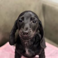 ペリーダ&アドルファスのブラックソリッドスムース男の子