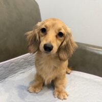 カレン&イマジンのシェーデッドイエロー女の子Bちゃん