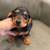 エメリー&JKC.CHオスカーのブラック＆タンスムース女の子