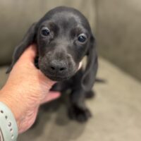 エメリー&JKC.CHオスカーのブラックスムース男の子