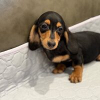 ヘルミナ&ツェロックスのブラックタンスムース男の子B君