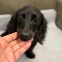 エメリー&JKC.CHオスカーのブラックソリッド女の子