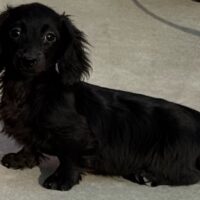 ティーニア&エイダンのブラックソリッド女の子