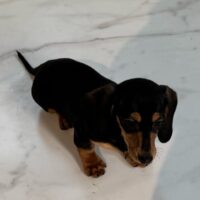 エメリー&JKC.CHオスカーのブラック＆タンスムース女の子