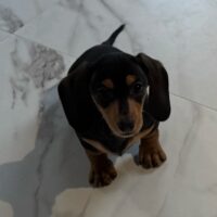 ヘルミナ&ツェロックスのブラックタンスムース男の子B君