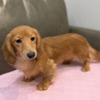 カレン&イマジンのシェーデッドイエロー男の子