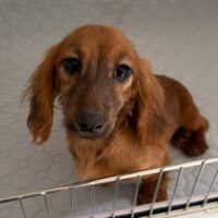 シドニー&ツェロックスのクリアレッドの女の子Aちゃん