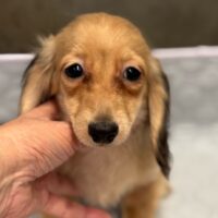 ヘルミナ&ツェロックスのシェーデッドイエロー女の子