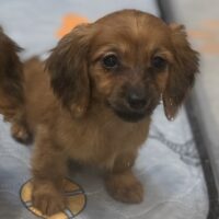 シドニー&ツェロックスのクリアレッドの女の子Aちゃん