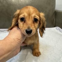 シドニー&ツェロックスのゴールドの女の子