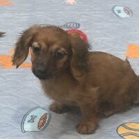 シドニー&ツェロックスのクリアレッドの女の子Bちゃん