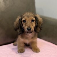 プリモ&マーティンのシェーデッドイエローの男の子