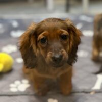 プリモ&マーティンのシェーデッドレッドの男の子