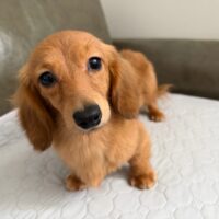 カレン&イマジンのシェーデッドレッド女の子