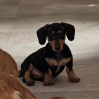 ブルーム&フレディのブラック&イエロースムース男の子