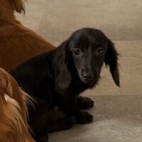 フローレンス＆アドルファスのブラックソリッド男の子