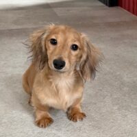 ジュリア＆ジャンカルロのシェーデッドイエロー女の子