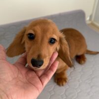 ジュリア＆ジャンカルロのシェーデッドレッド女の子