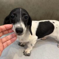 エレノア&フレディのブラックパイスムース女の子