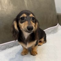 エレノア&フレディのブラック&イエロー女の子