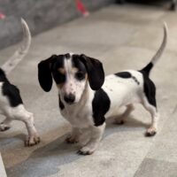 エレノア&フレディのブラック&タンパイスムース女の子