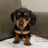 ジャイミー&フレディのブラック＆タンスムース男の子
